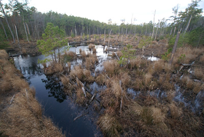 sika deer hunting property
