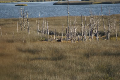 sika deer hunting property