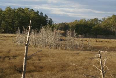 sika deer hunting property