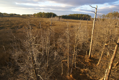 sika deer hunting property