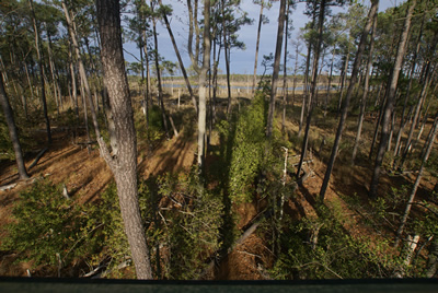 sika deer hunting property