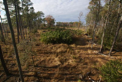 sika deer hunting property