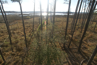 sika deer hunting property