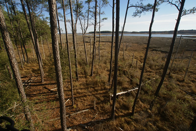 sika deer hunting property