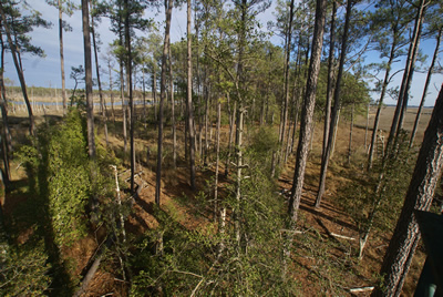 sika deer hunting property