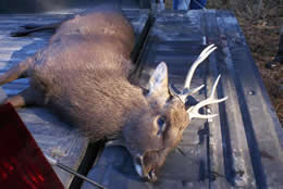 rifle season