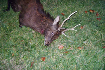 rifle season