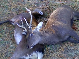 rifle season