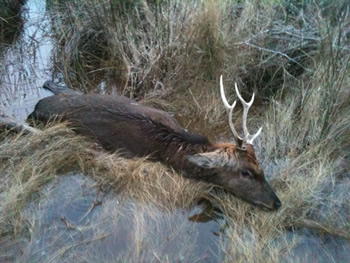 rifle season