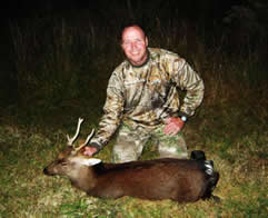 Sika deer