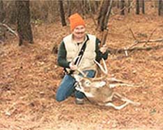 sika stag deer - white tail deer