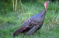 turkey hunting