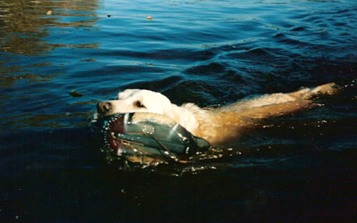 duck hunting decoy