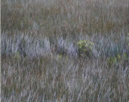 Sika deer
