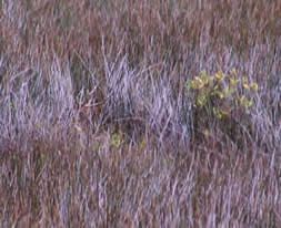 Sika deer