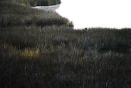 Sika deer