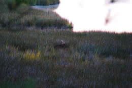 Sika deer