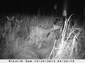 sika deer hunting property