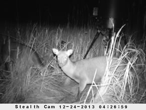 sika deer hunting property