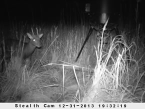 sika deer hunting property