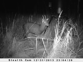 sika deer hunting property