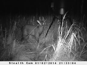 sika deer hunting property