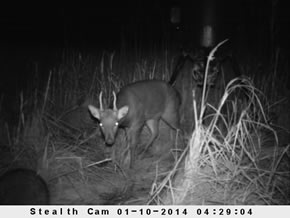 sika deer hunting property