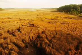 sika deer hunting property