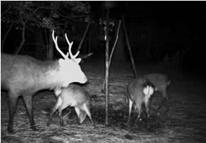 trail camera pics