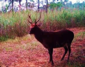 trail camera pics