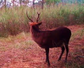 trail camera pics
