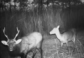 trail camera pics