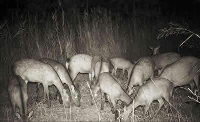 trail camera pics