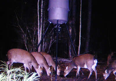 trail camera pics