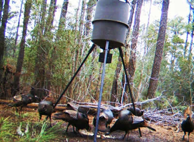 trail camera pics