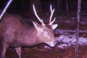 trail camera pics