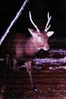 trail camera pics