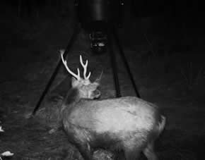 trail camera pics