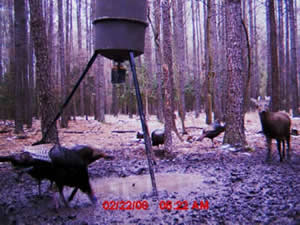 trail camera pics