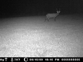 trail camera pics