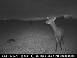 trail camera pics