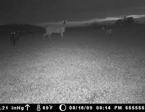 trail camera pics