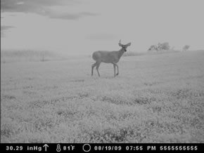 trail camera pics