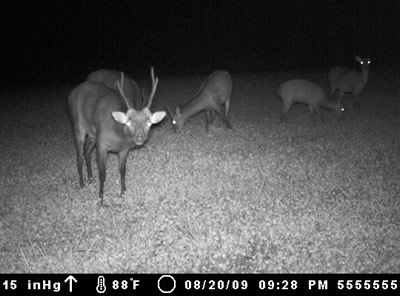trail camera pics