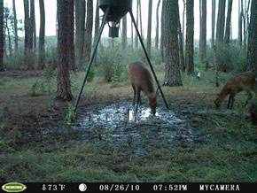 trail camera pics