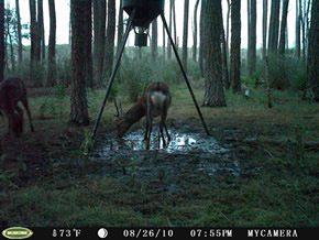 trail camera pics