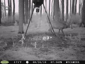 trail camera pics