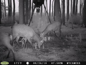 trail camera pics