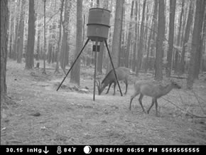 trail camera pics