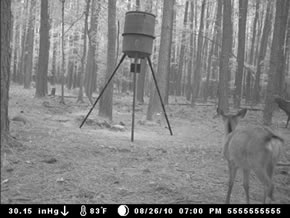 trail camera pics